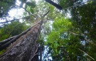 Aumento nas emissões de carbono pode reduzir em 12% volume de chuvas nos 9 países da Amazônia, diz estudo