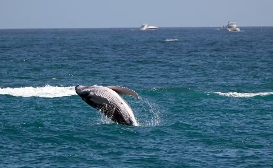 Estudo revela que aquecimento global provoca mudanças na cor dos oceanos; entenda