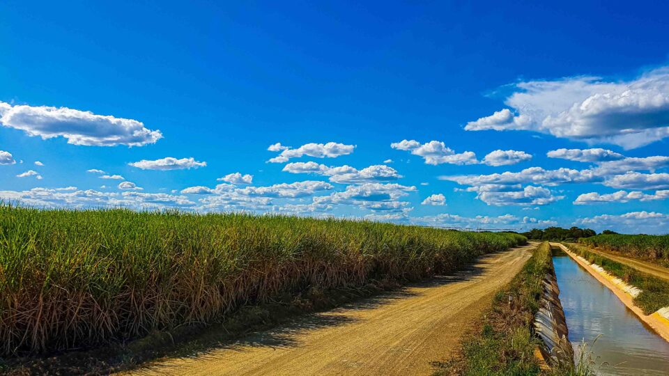 Regulação de créditos de carbono a partir da produção de cana-de-açúcar anima o mercado